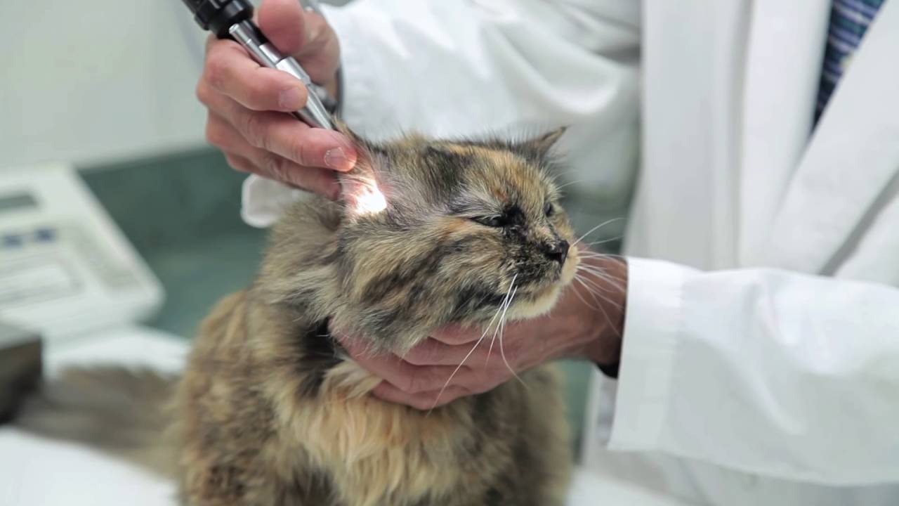 silivri veteriner klinigi kedi ve kopekleriniz icin silivri istanbul da veteriner klinigi